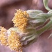 Perityle ajoensis - Photo (c) california_naturalist, todos los derechos reservados, subido por california_naturalist