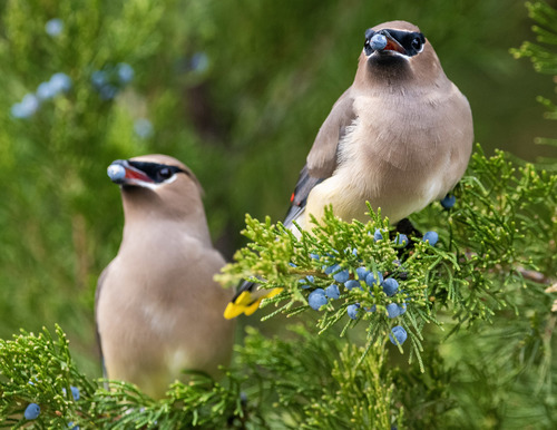 Cedar Waxwing