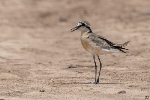 Kittlitz's Plover