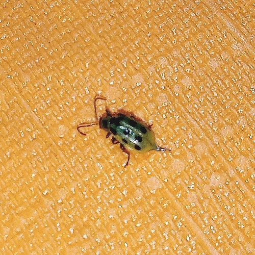 Subspecies Diabrotica undecimpunctata duodecimnotata · iNaturalist