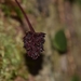 Bulbophyllum evasum - Photo (c) Julian Radford-Smith, todos os direitos reservados, uploaded by Julian Radford-Smith