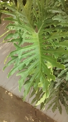 Image of Philodendron bipinnatifidum