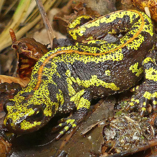 Marbled Newt