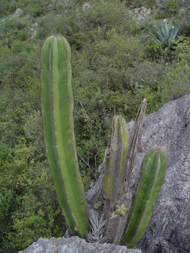Isolatocereus dumortieri