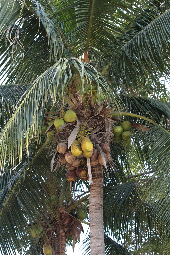 coconut palm from Tuen Mun, Hong Kong on December 21, 2020 at 03:07 PM ...