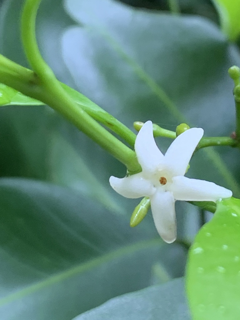 Hunteria zeylanica (Hunteria zeylanica)
