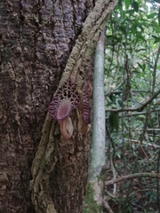 Aristolochia goudotii image