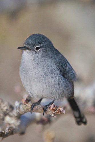 Gnatcatcher - Wikipedia