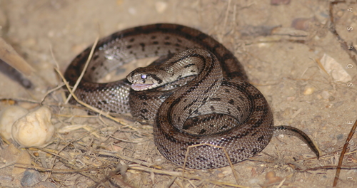 Ladder Snake
