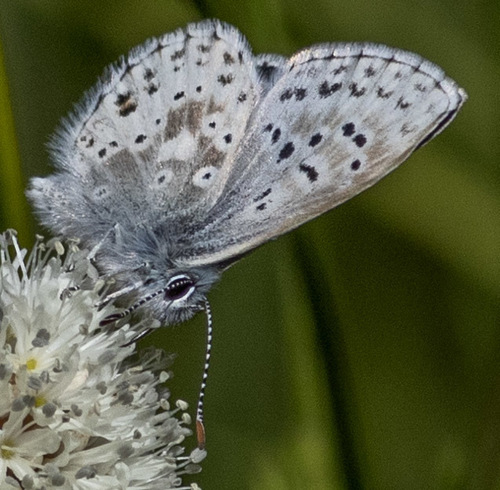 Subspecies Agriades podarce podarce · iNaturalist