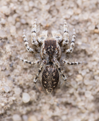 Yllenus arenarius