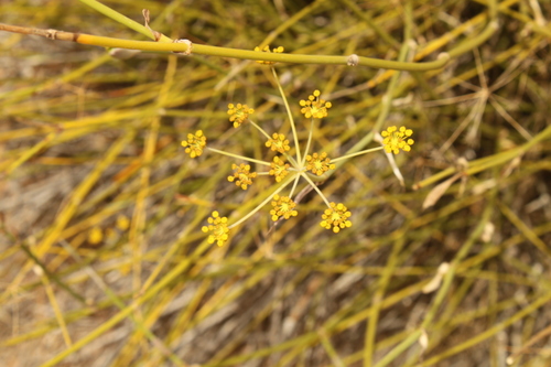 Anethum foeniculoides