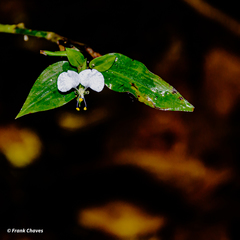 Commelina erecta image