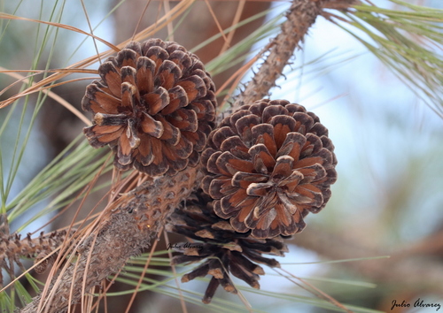 egg-cone pine