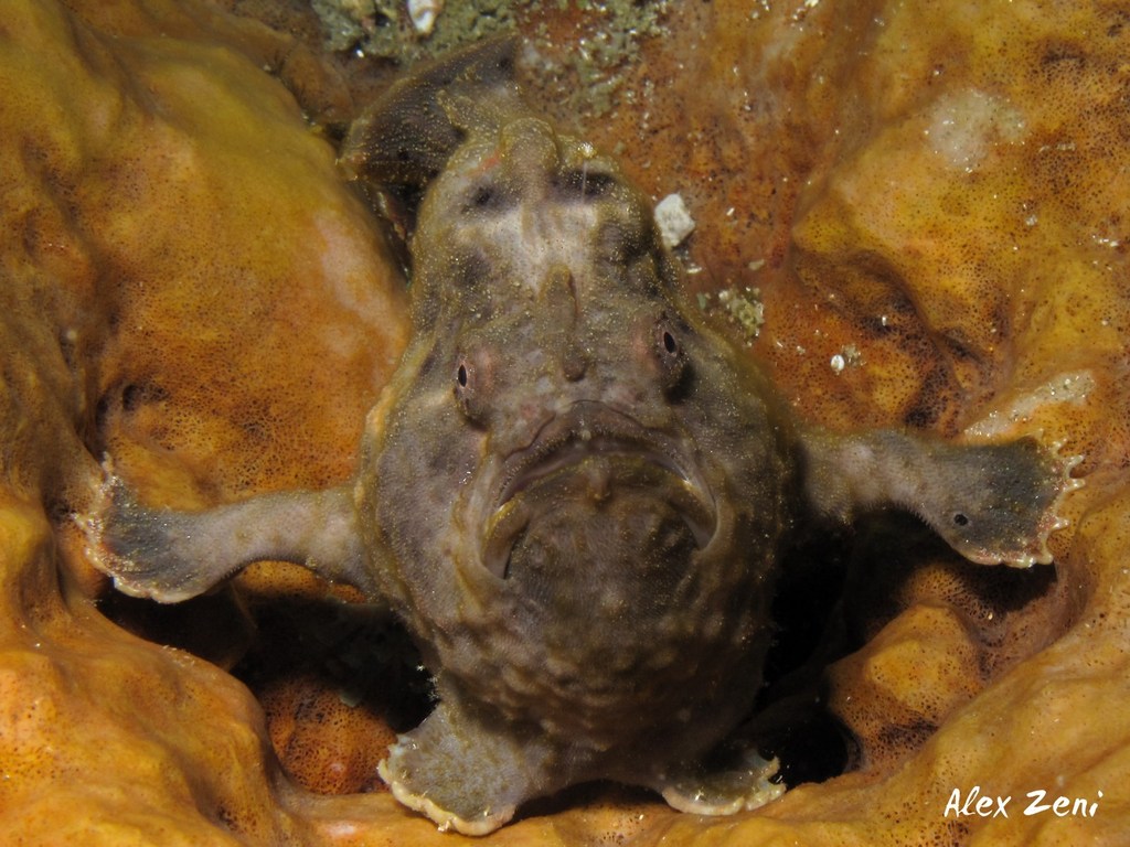 Ocean Mate Sea Frog Abalone 