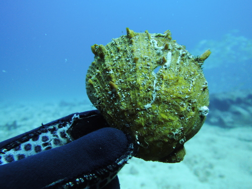 Digitate Thorny Oyster