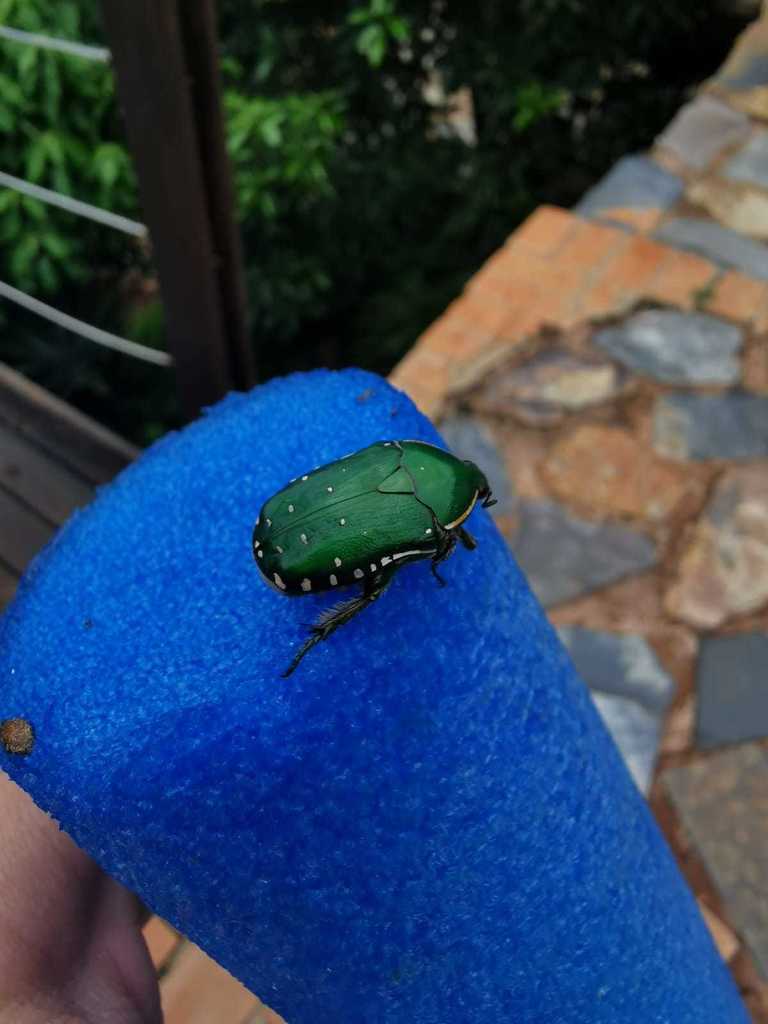 Emerald Fruit Chafer from Kosmos, Hartbeespoort, 0261, South Africa on