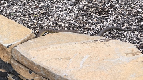 Tiger Snake sighting