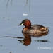 East Asian Little Grebe - Photo (c) Lijin Huang (紫楝), all rights reserved, uploaded by Lijin Huang (紫楝)