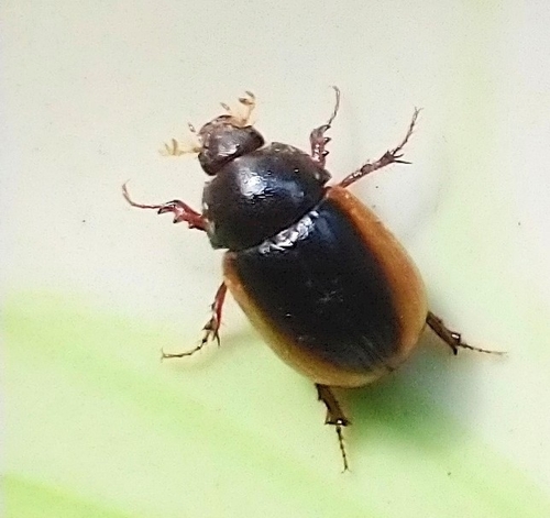 Metachaetodus