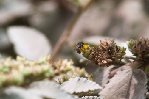 photo of Cellophane Bees (Colletes)