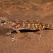 Namaqua Banded Gecko - Photo (c) Tyrone Ping, all rights reserved, uploaded by Tyrone Ping