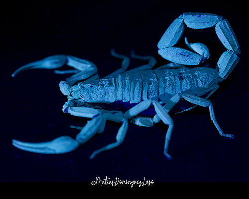 Centruroides nigrimanus