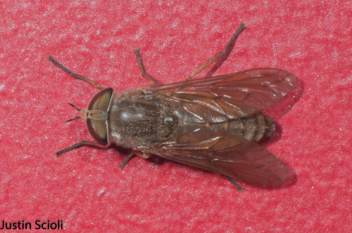 Hybomitra daeckei