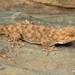 Fragile Thick-toed Gecko - Photo (c) Tyrone Ping, all rights reserved, uploaded by Tyrone Ping