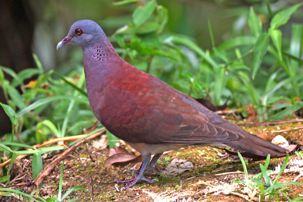 Malagasy Turtle-Dove (Nesoenas picturatus) photo