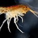 Coastal Swamp Amphipod - Photo (c) trinectes, all rights reserved, uploaded by trinectes