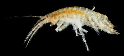 Gammarus daiberi