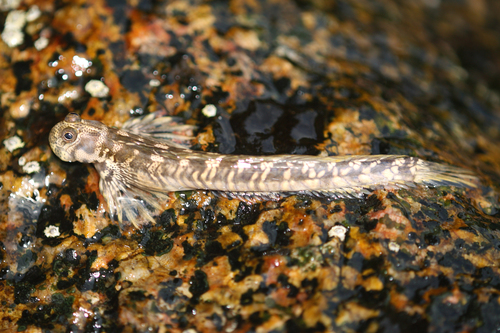 Alticus monochrus