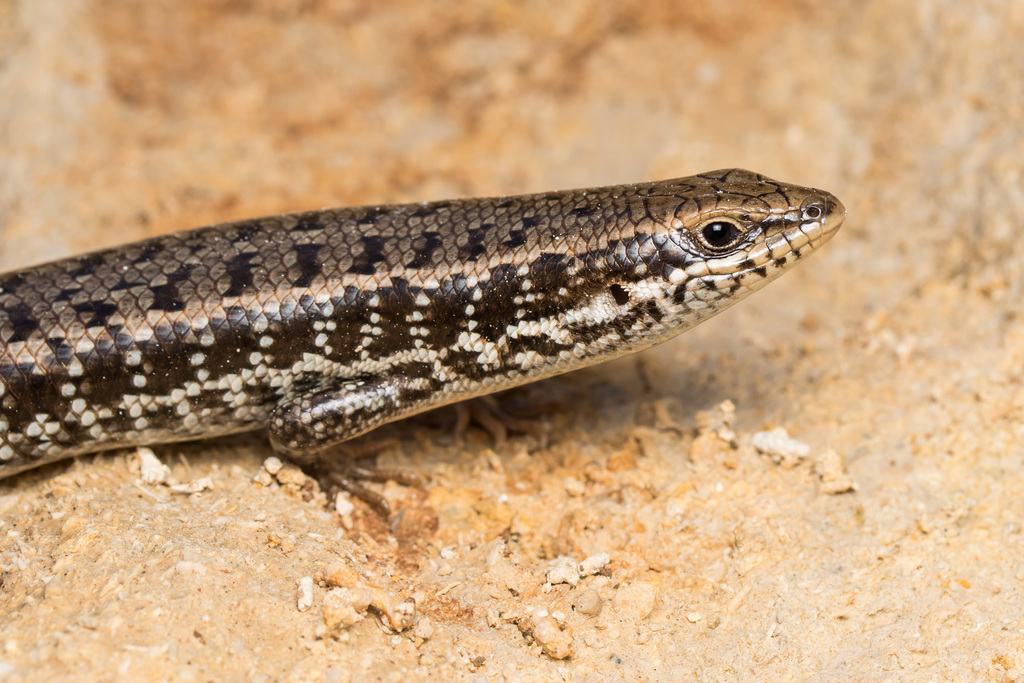 Levant Skink