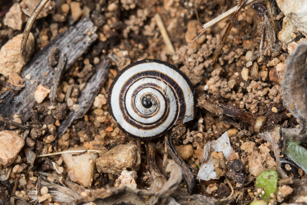 Xerocrassa cretica
