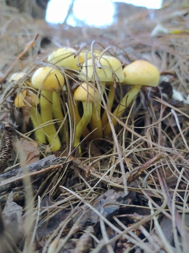 Puokštinė kelmabudė nuotrauka