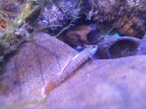 Rhinogobius zhoui