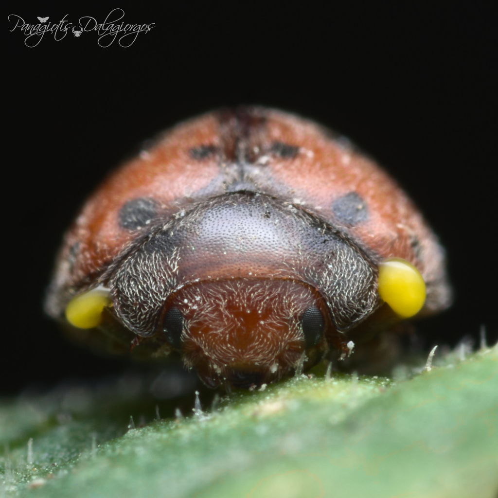 24-spot Ladybird (Subcoccinella vigintiquatuorpunctata