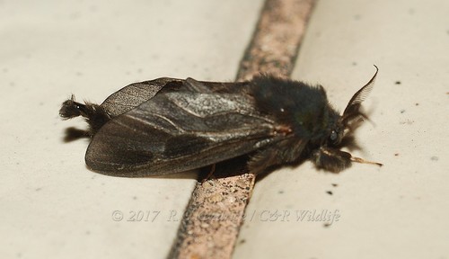 Dappula tertius · iNaturalist