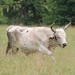 Domestic Cow - Photo (c) akasha, all rights reserved, uploaded by akasha