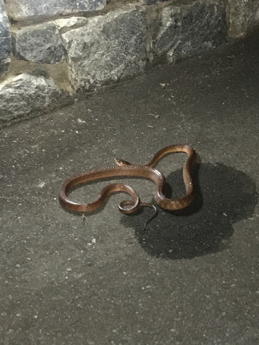 Brown Tree Snake sighting