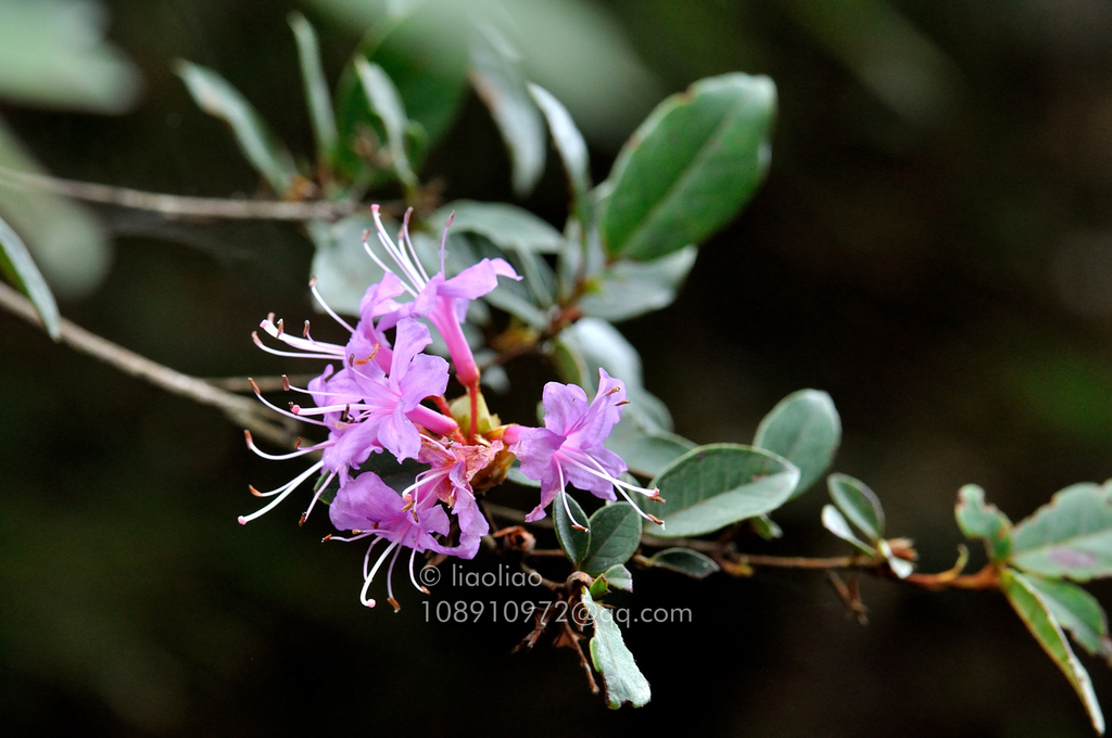 Rhododendron mariae (Rhododendron mariae)