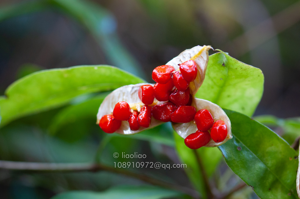 Pittosporum glabratum (Pittosporum glabratum)