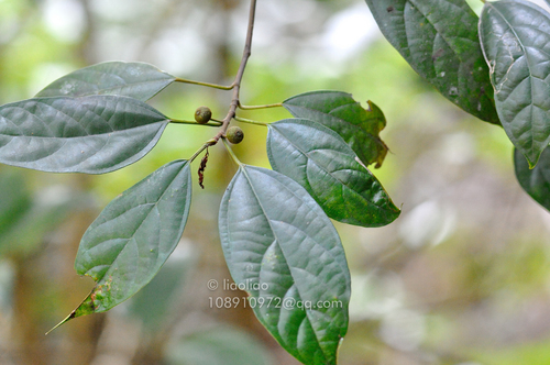 Ficus langkokensis