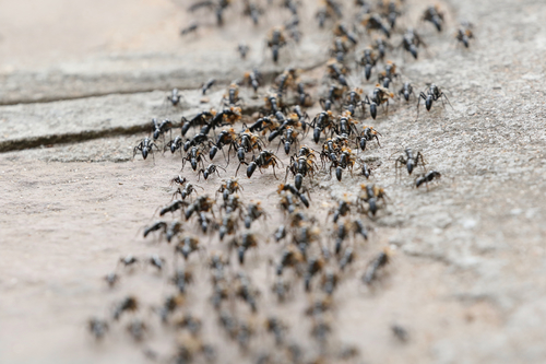 Matabele Ant