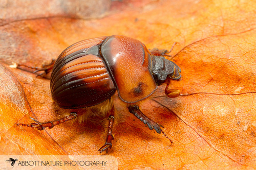 Bolbocerosoma farctum (Fabricius, 1775)