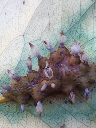 Pear Rust