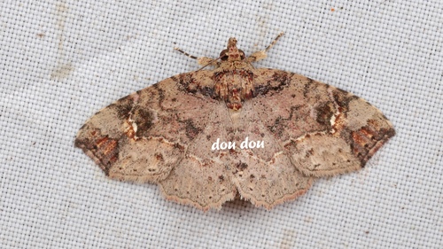 Eugrapta