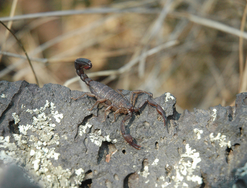 Mexican Scorpion