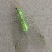 Lacewings and Allies - Photo (c) Ryan Cooke, all rights reserved, uploaded by Ryan Cooke